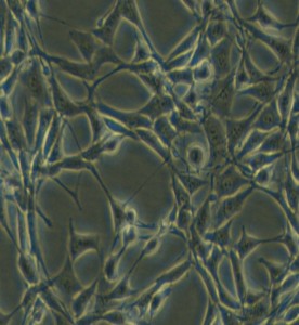 Psi2 DAP小鼠胚胎成纖維細(xì)胞主圖
