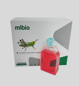 大鼠骨骼肌成纖維細胞主圖