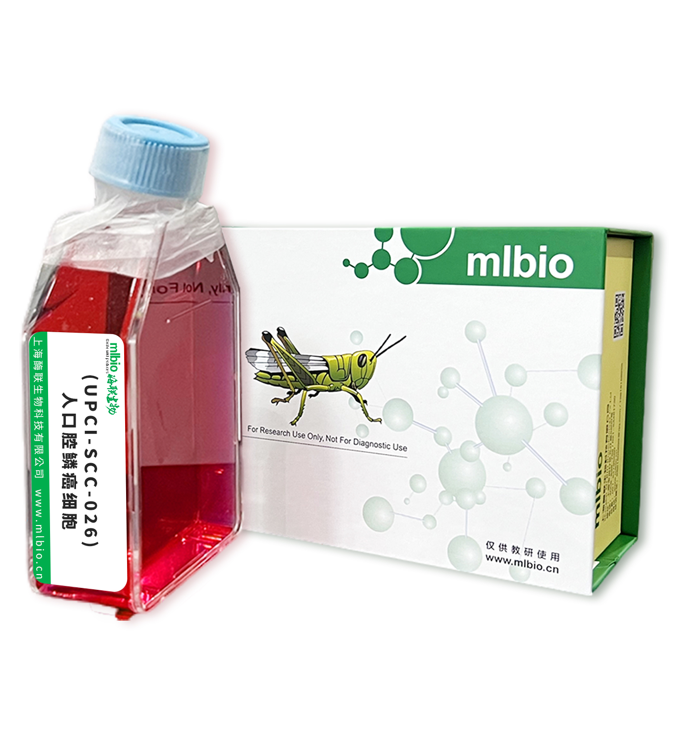 (UPCI-SCC-026)人口腔鱗癌細胞主圖