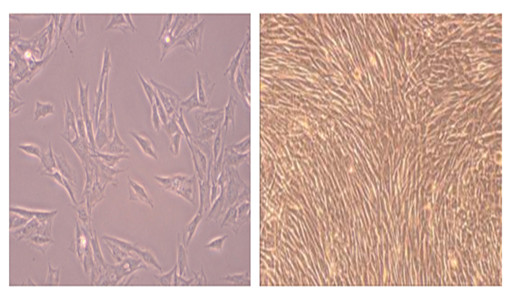 干細胞培養(yǎng)結(jié)果示意圖